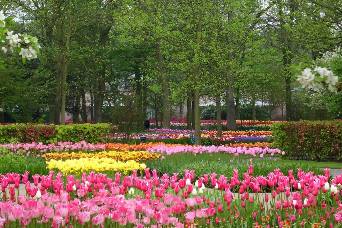 http://frametoframe.ca/wp-content/uploads/2012/10/Pink-and-yellow-tulips-Keukenhof-Gardens-Holland.jpg