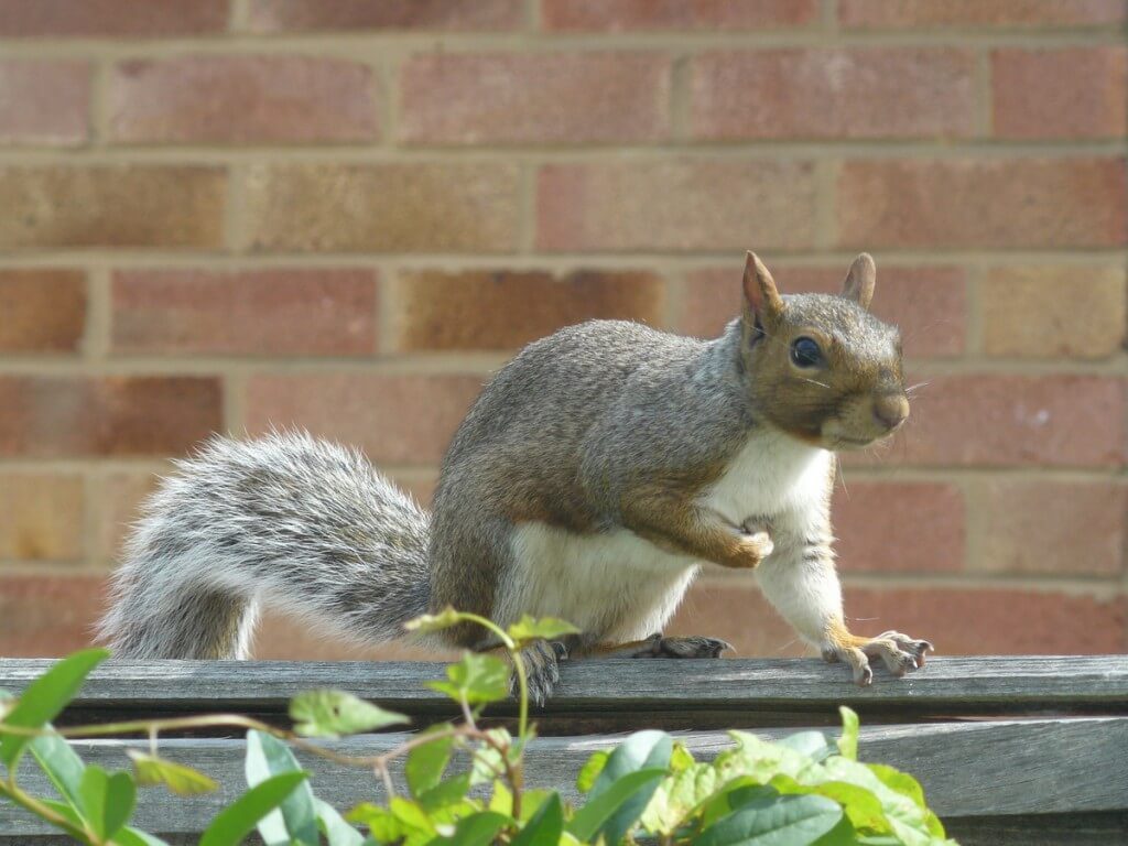 Red and Grey Squirrels in Canada and Ireland