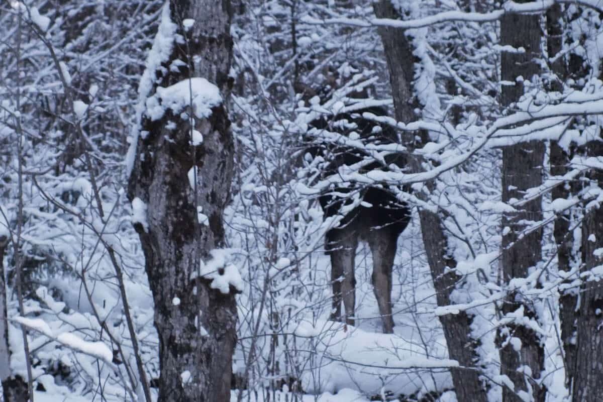 Bull Moose - Algonquin Park - Ontario