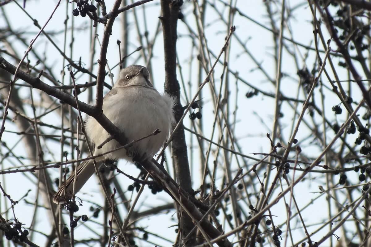 A Northern Mockingbird Sighted Near Thicksons Woods