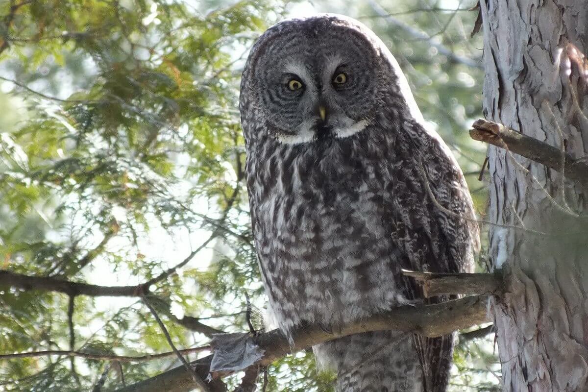 Pin Great Gray Owl Finland Windows Wallpapers Wallpaper Hd ...