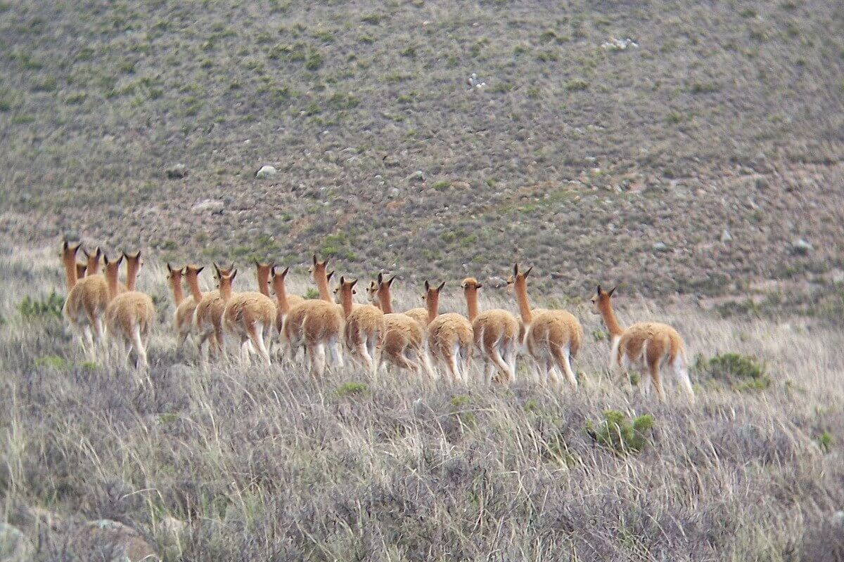 http://frametoframe.ca/wp-content/uploads/2013/05/Vicuna-herd-moves-off-Peru.jpg