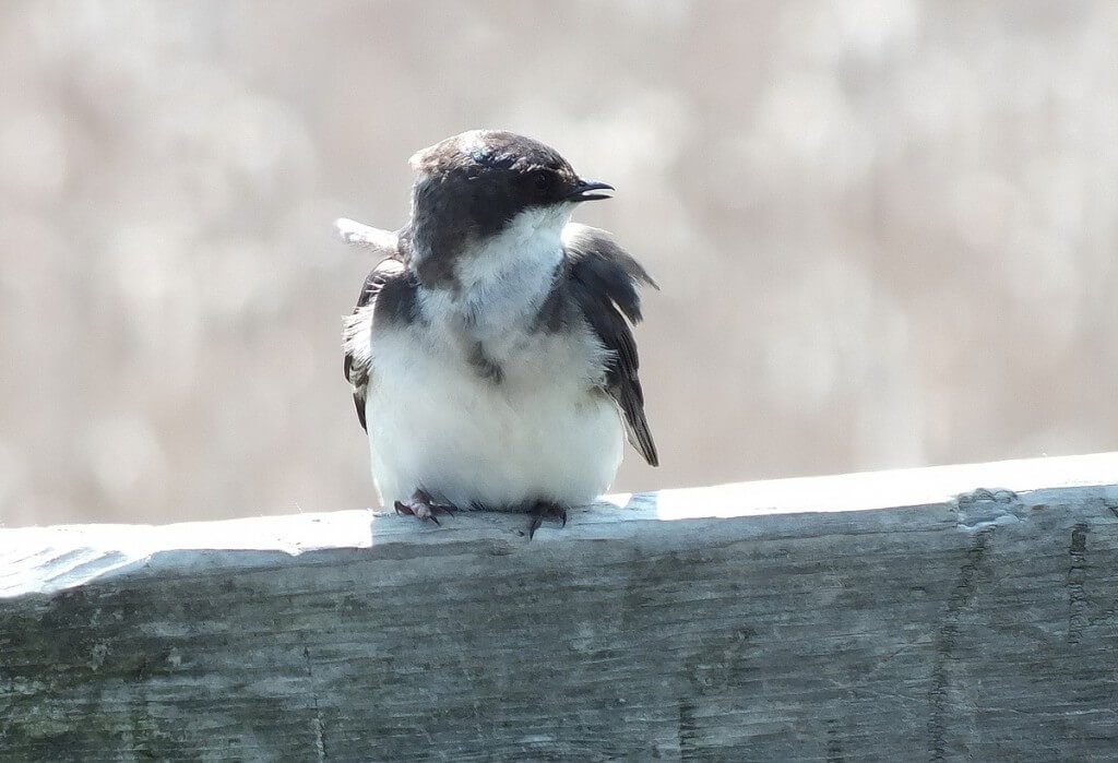 A Fledgling Tree Swallow At Second Marsh In Oshawa