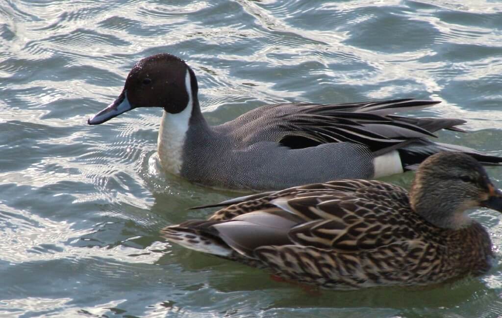 Northern Pintail Ducks At Reifel Bird Sanctuary in Delta