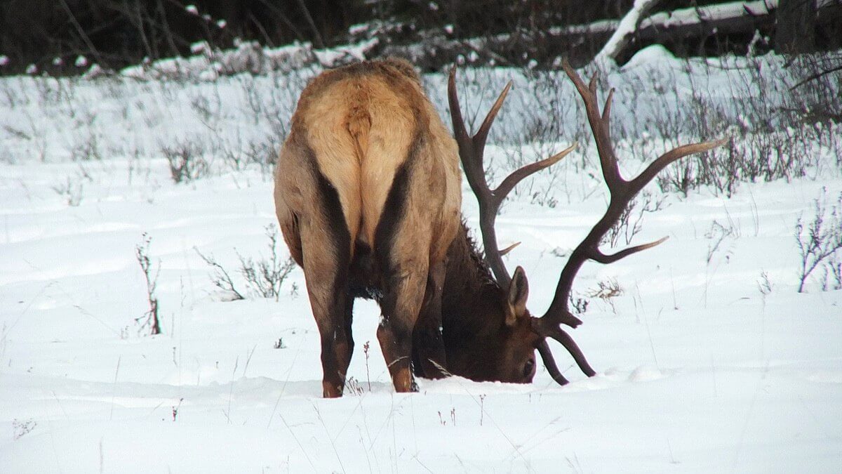 Elk In A Snowy Meadow Near Lake Louise In Alberta