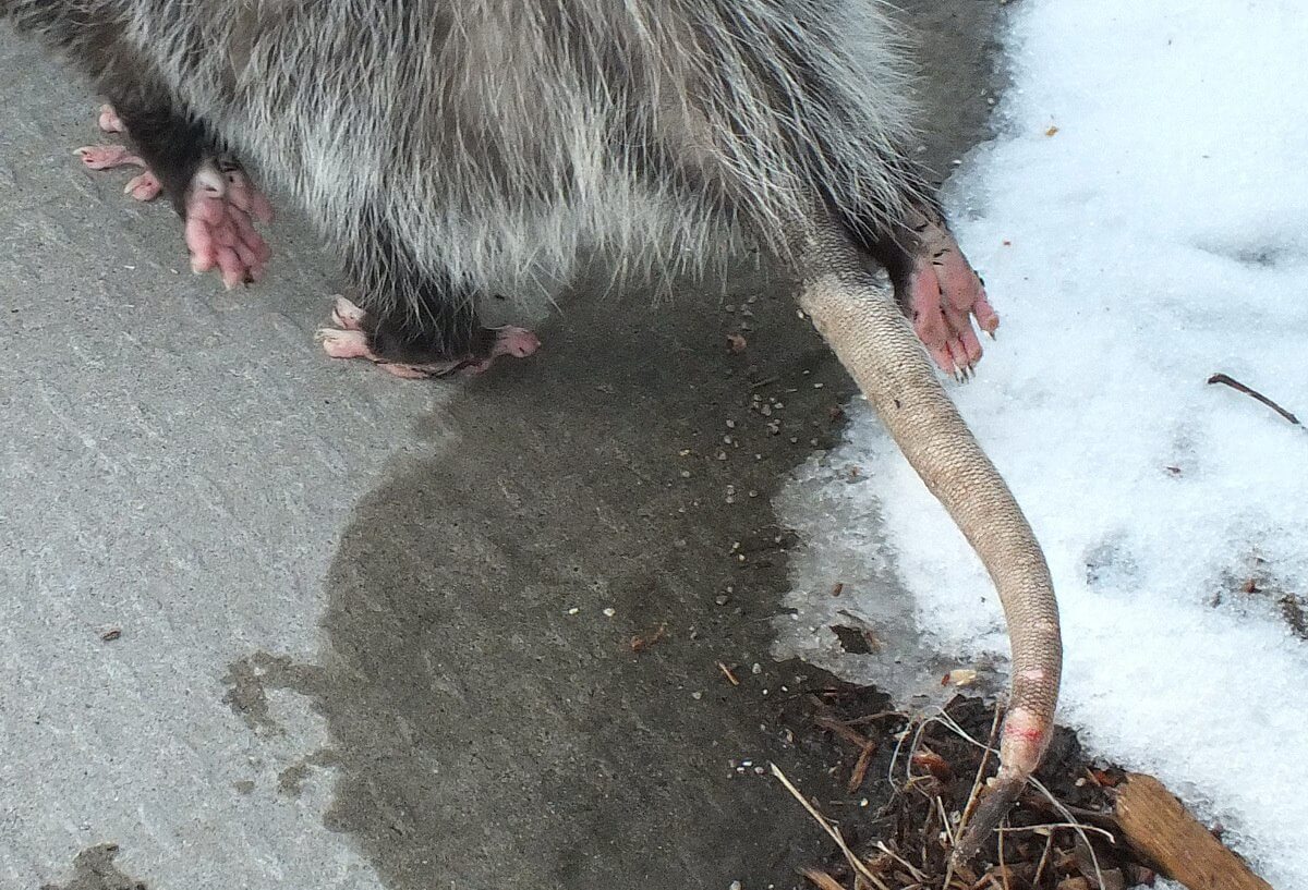 An Opossum visits my Toronto backyard