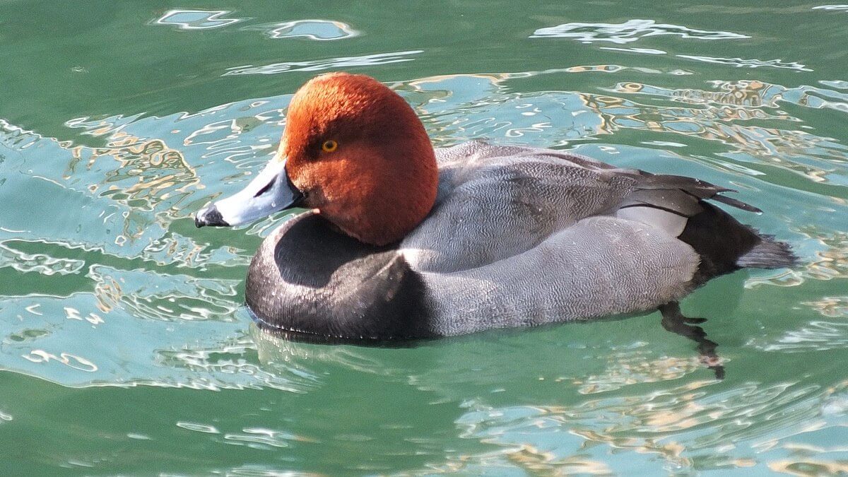 pics Redhead duck