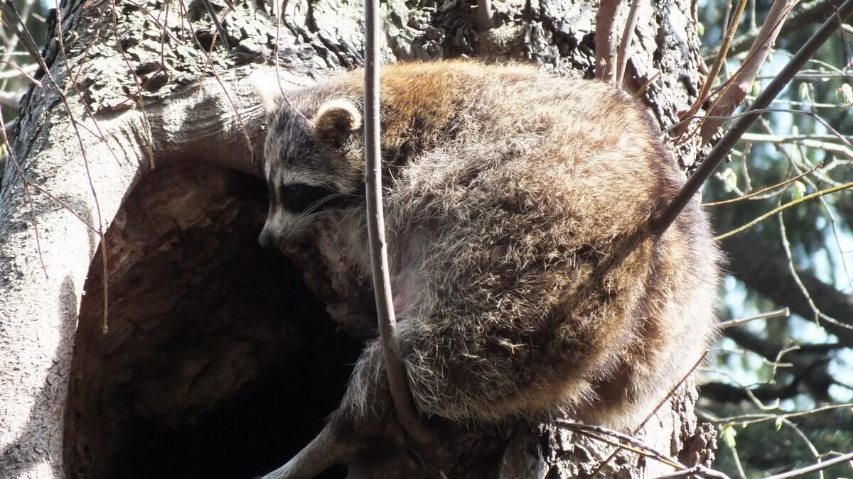 Raccoon Mother With Cubs In A Toronto Tree