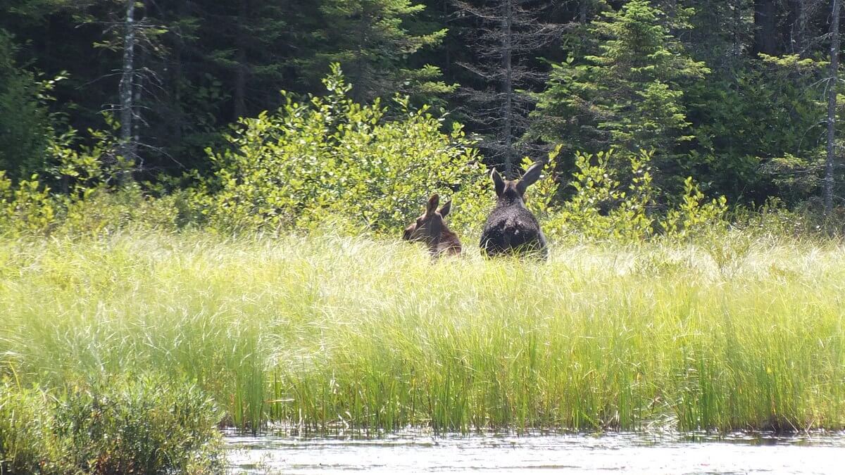 Moose cow and calf along the Mizzy Lake Trail