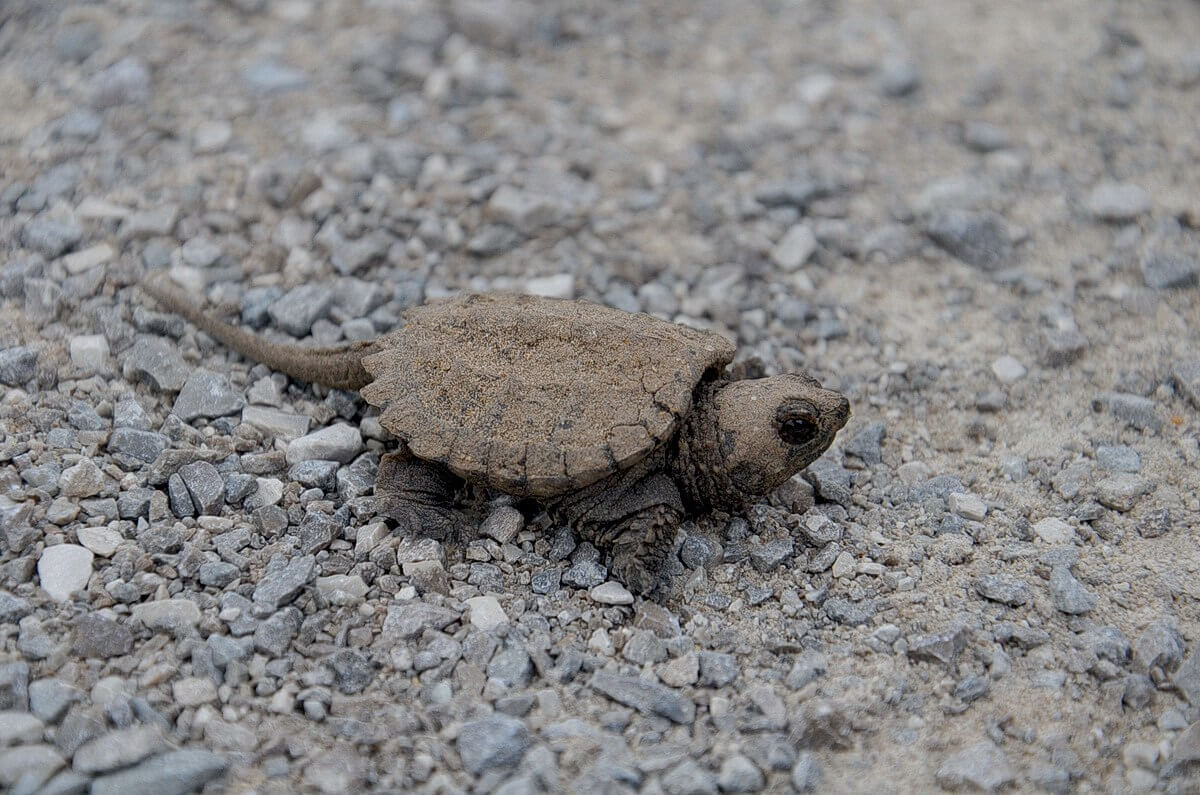 common-snapping-turtle-hatchlings-on-the-nokiidaa-trail