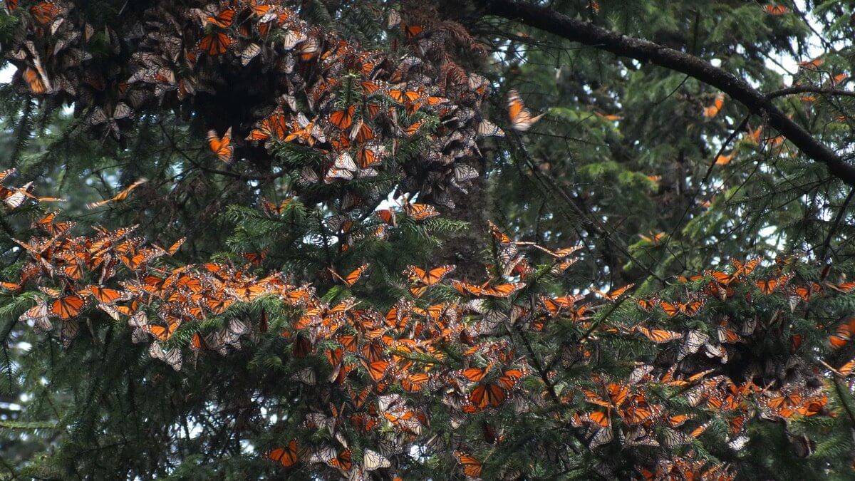 Visiting Cerro Pelon Monarch Butterfly Sanctuary on Horseback