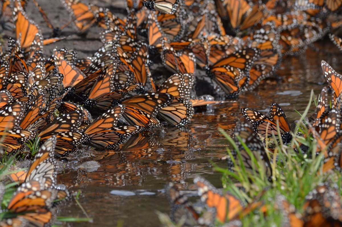 Among The Magic At El Rosario Monarch Butterfly Reserve