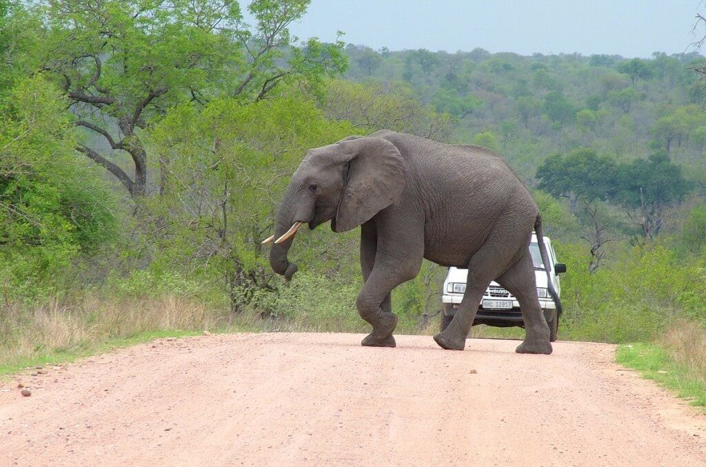 African Bush Elephants on the move in Kruger National Park