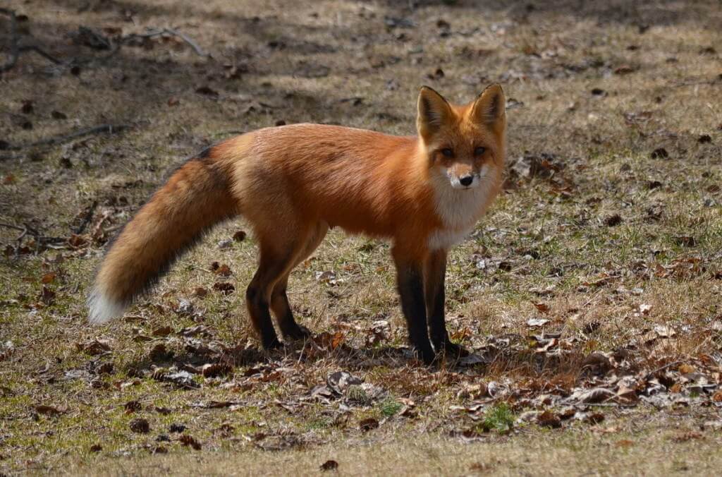 Red Fox Car Rental