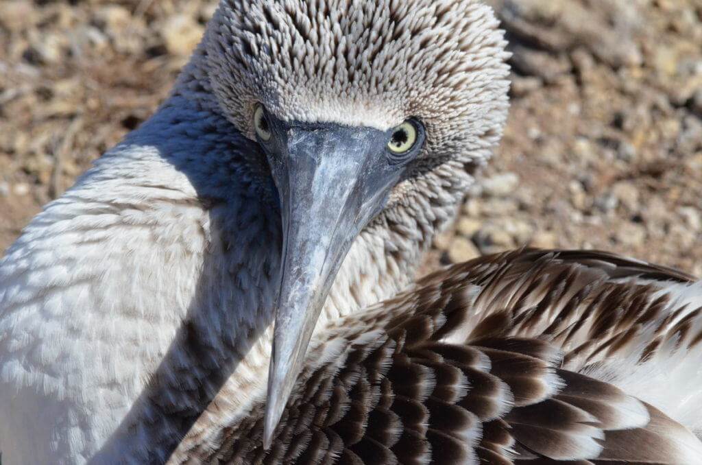 The Bluefooted Booby Colony On Mexicos Isla Isabel