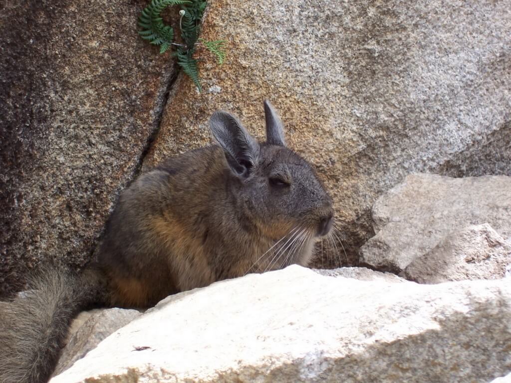 An image of a Chinchilla among the rocks at Machu Picchu in Urubamba Province, Peru.