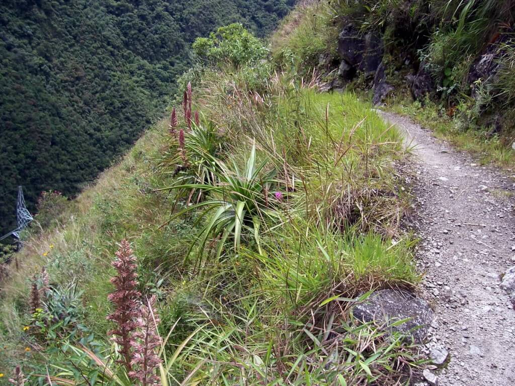Plants growing along the edge of the Inca trail near Wiñay Wayna in Peru, South America