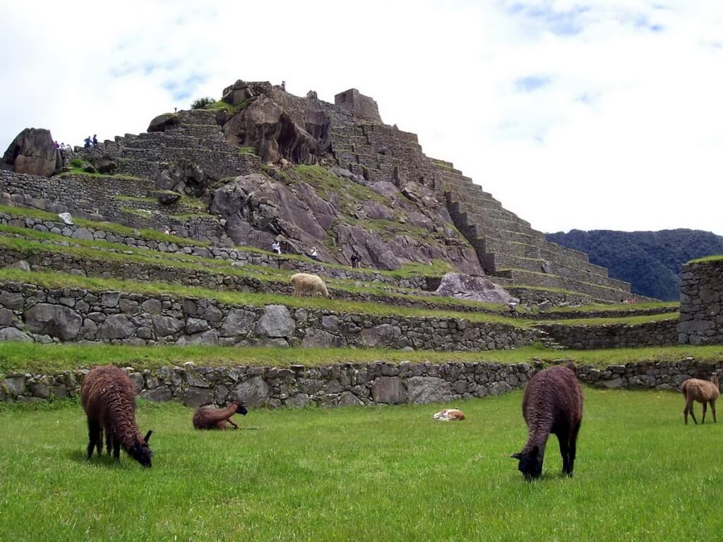 An image of llamas roaming freely at Machu Picchu in Urubamba Province, Peru.