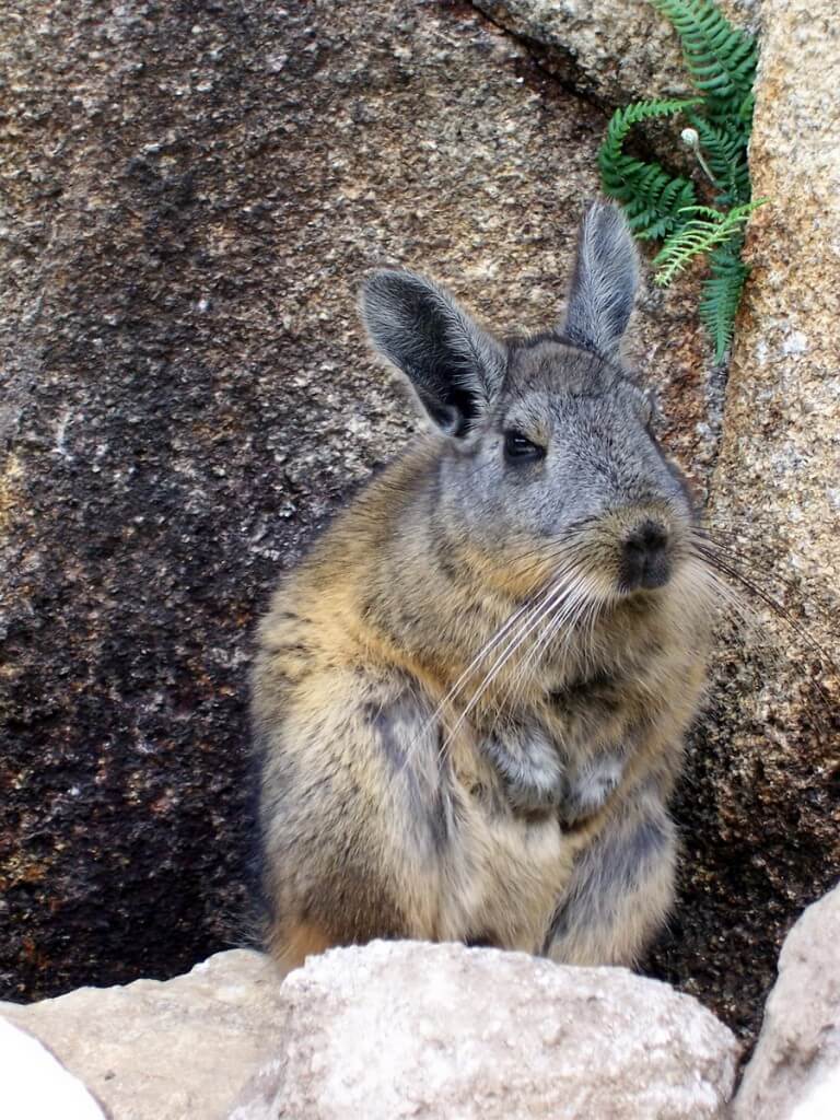 An image of a Chinchilla standing among the rocks at Machu Picchu in Urubamba Province, Peru.