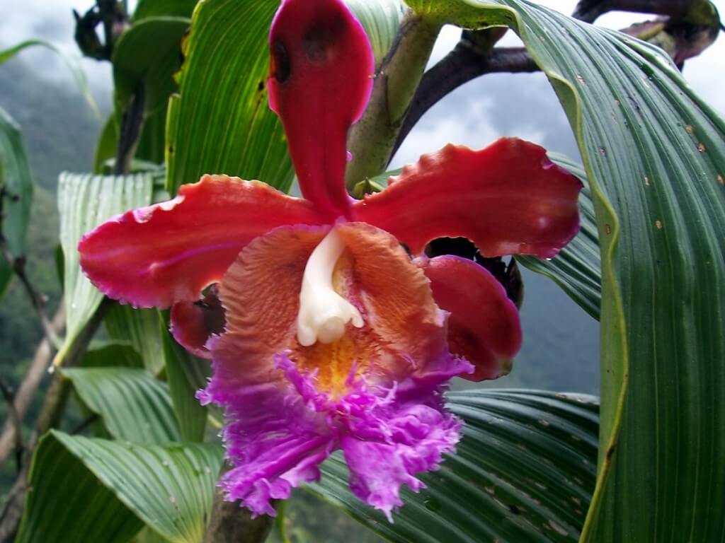 Orchid growing along the Inca trail in Peru, South America