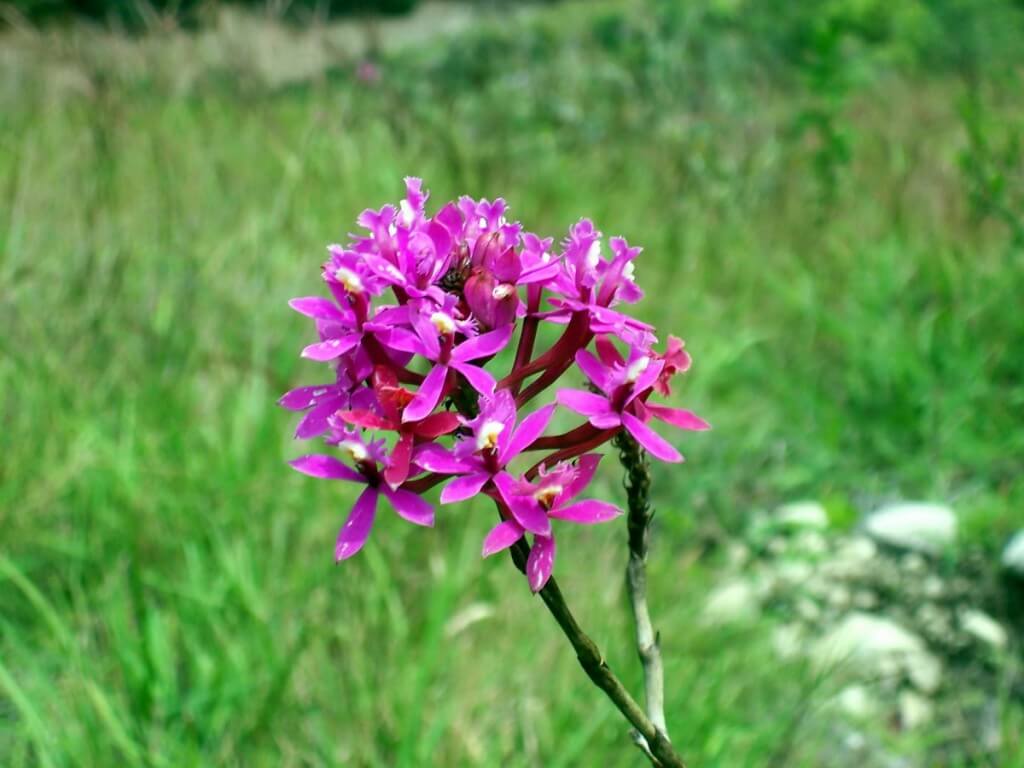 Wiñay Wayna Orchid growing along the Inca trail in Peru, South America