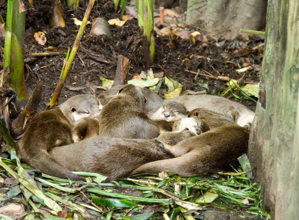 photograph of giant otters in peru