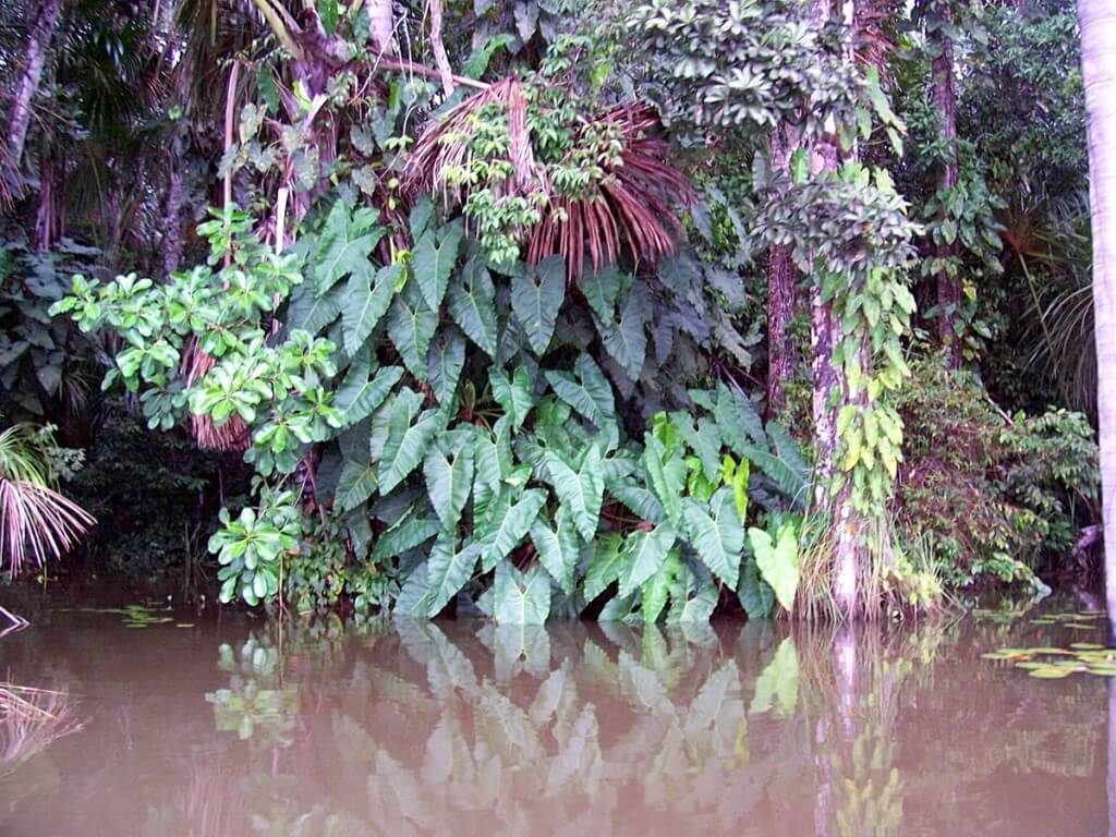 jungle along lake sandoval - peru