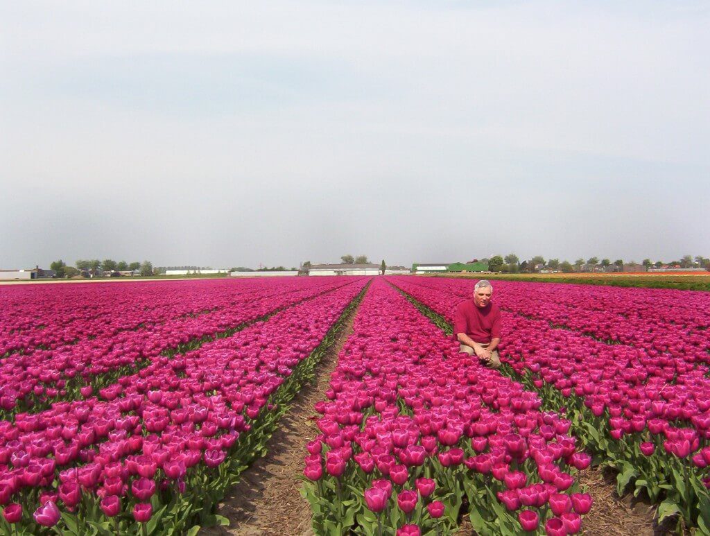 An image of Bob in a field of pink tulips near Lisse, in the Netherlands. Photography by Frame To Frame - Bob and Jean.