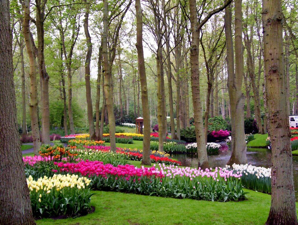 An image of tulips growing in a forest at Keukenhof Gardens near Lisse, in the Netherlands. Photography by Frame To Frame - Bob and Jean. 