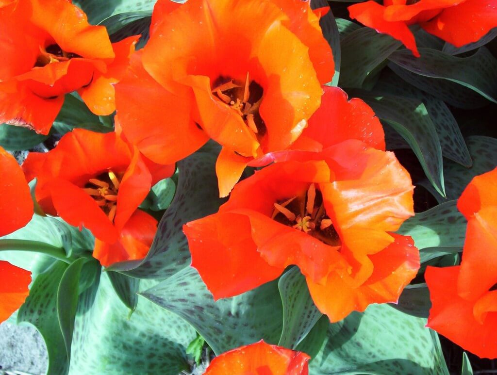 An image of Fosteriana Tulips growing in a tulip field near Lisse in the Netherlands. Photography by Frame To Frame - Bob and Jean.