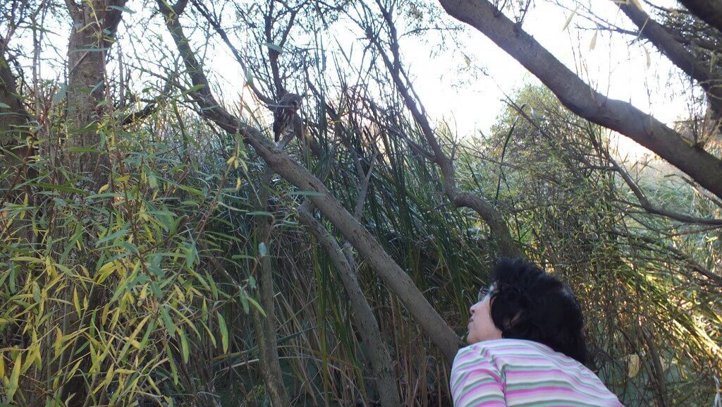 Jean looks at Northern Saw-Whet Owl sitting on a tree at Milliken Park in Toronto, Ontario, Canada