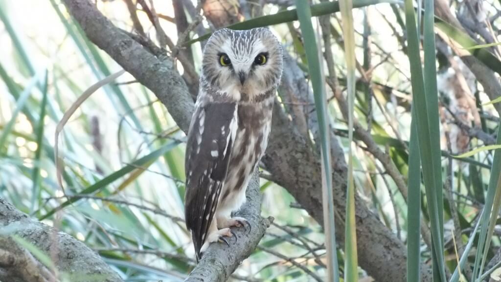 Northern Saw-Whet Owl sitting on a tree limb at Milliken Park in Toronto, Ontario, Canada