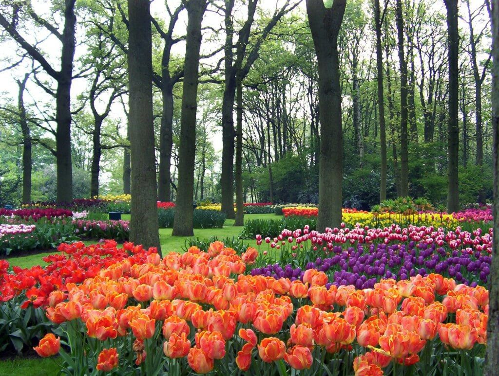 An image of tulip beds under trees at Keukenhof Gardens near Lisse in the Netherlands. Photography by Frame To Frame - Bob and Jean.