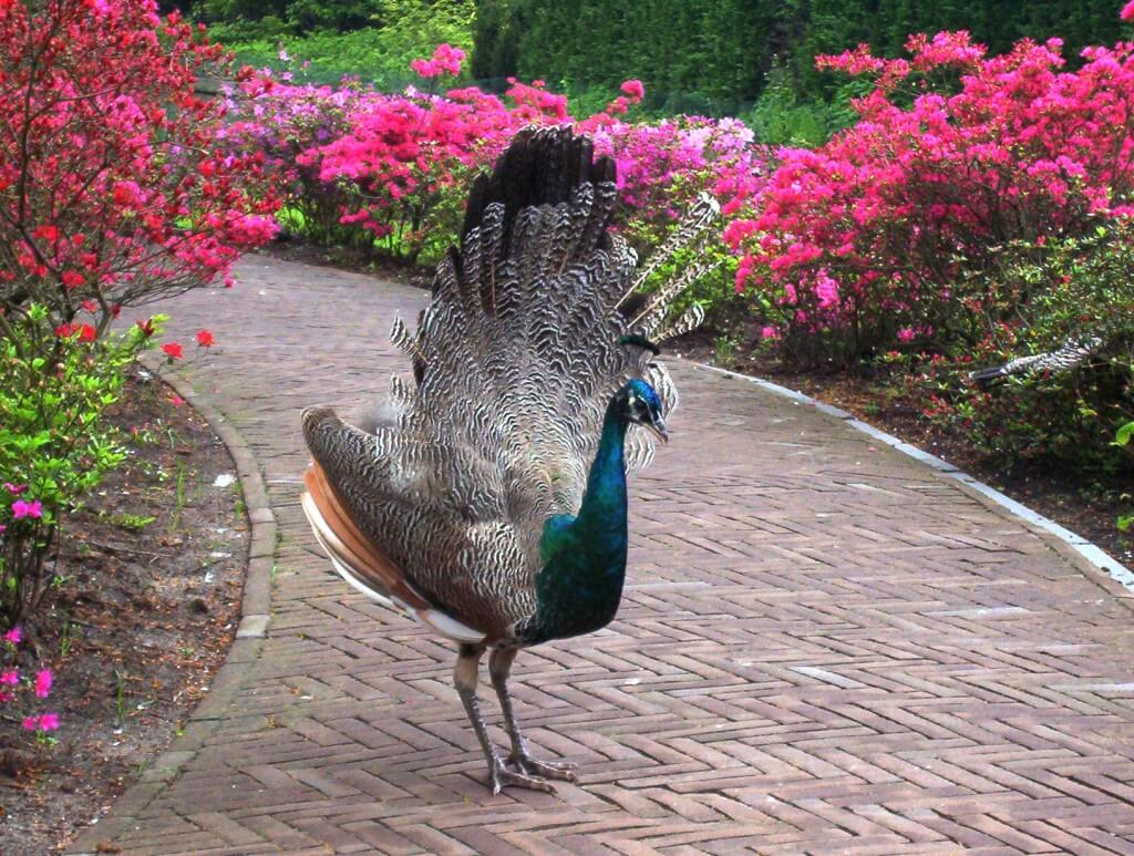 An image of a Peacock with its tail open on a pathway at Keukenhof Gardens near Lisse, in the Netherlands. Photography by Frame To Frame - Bob and Jean. 