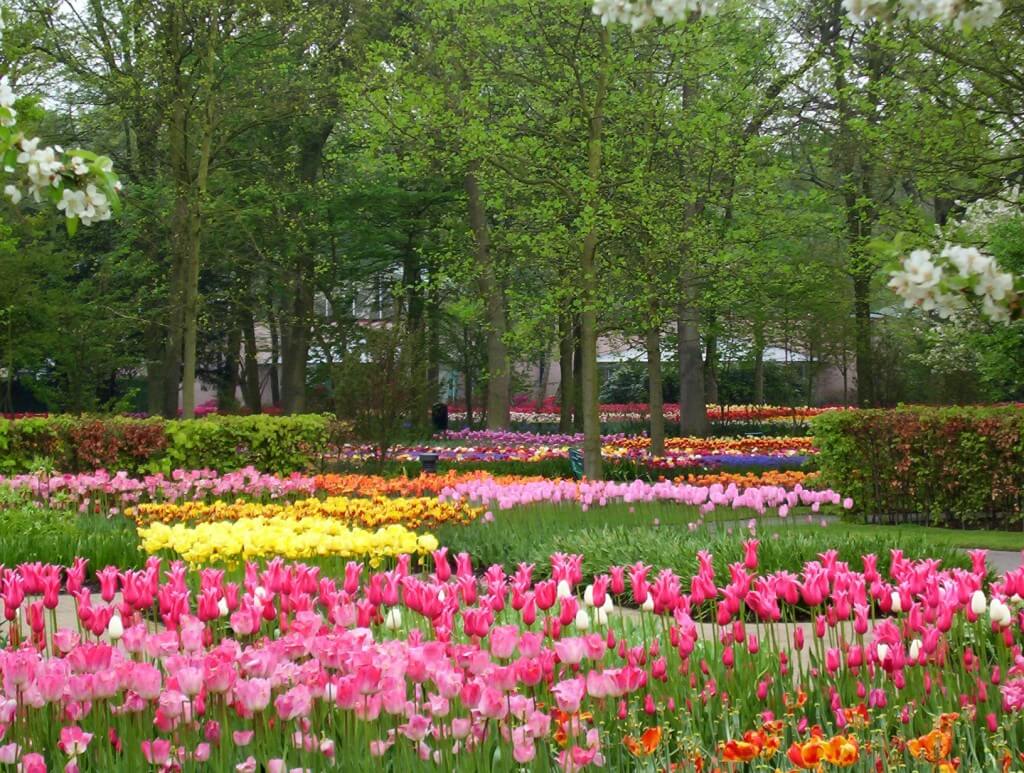 An image of pink and yellow tulips growing in a flower gardens at Keukenhof Gardens near Lisse, in the Netherlands. Photography by Frame To Frame - Bob and Jean. 