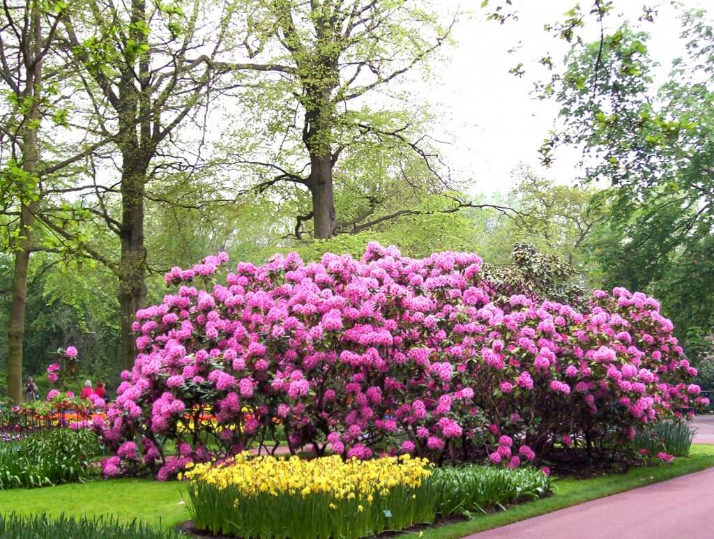 An image of Rhododendrons growing in a garden at Keukenhof Gardens near Lisse, in the Netherlands. Photography by Frame To Frame - Bob and Jean. 