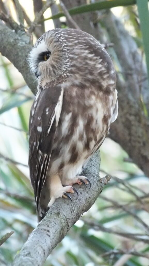 Northern Saw-Whet Owl sitting on a tree in Milliken Park in Toronto