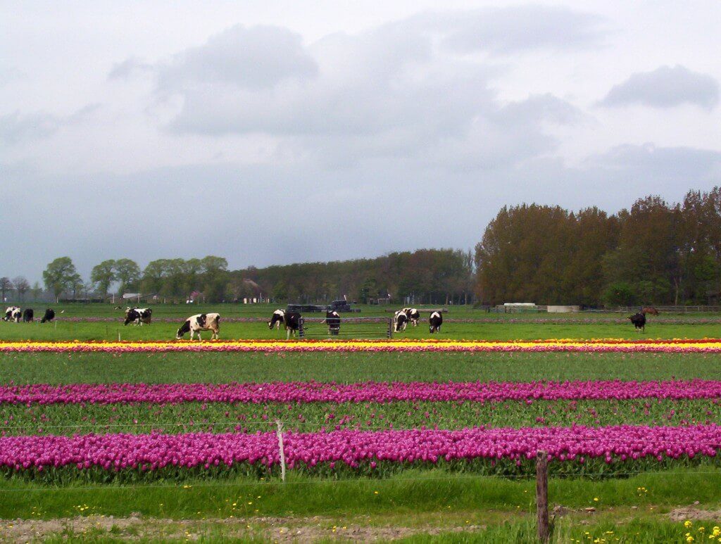 An image of cows in field beside a field of yellow and purple tulips near Lisse in the Netherlands. Photography by Frame To Frame - Bob and Jean.