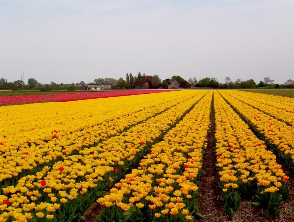 An image of yellow tulips growing in a farm field near Keukenhof Gardens in Lisse, the Netherlands. Photography by Frame To Frame - Bob and Jean.