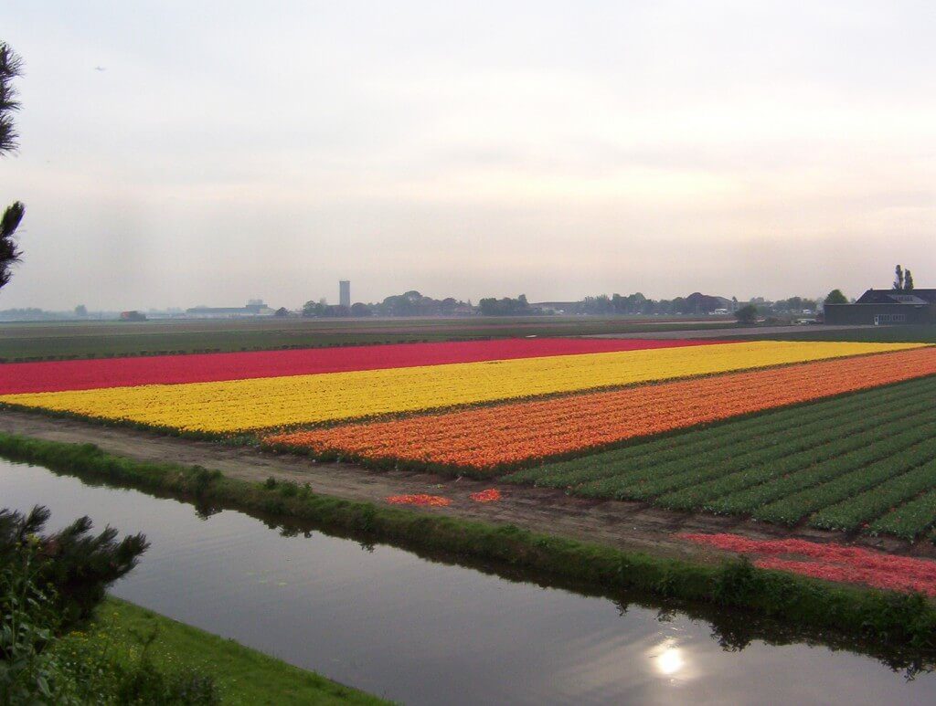 An image of pink, yellow, and orange tulips growing in a field beside a canal near Lisse the Netherlands. Photography by Frame To Frame - Bob and Jean.