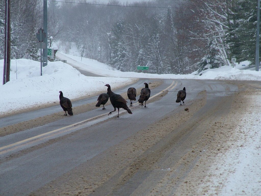 Wild Turkeys getting off Hwy 35 near Dorset, Ontario