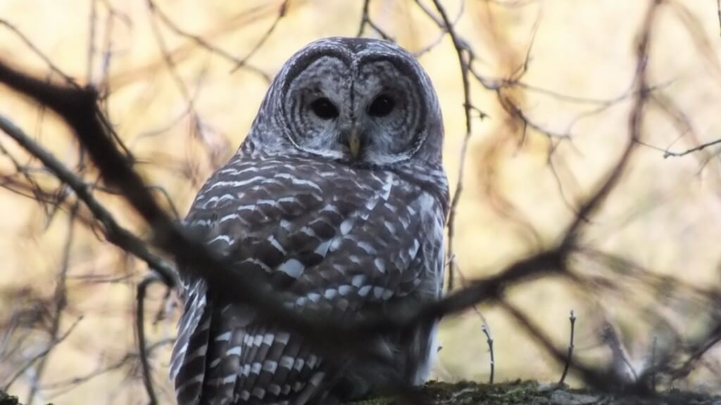 Barred Owl looking back at me with yellow sky