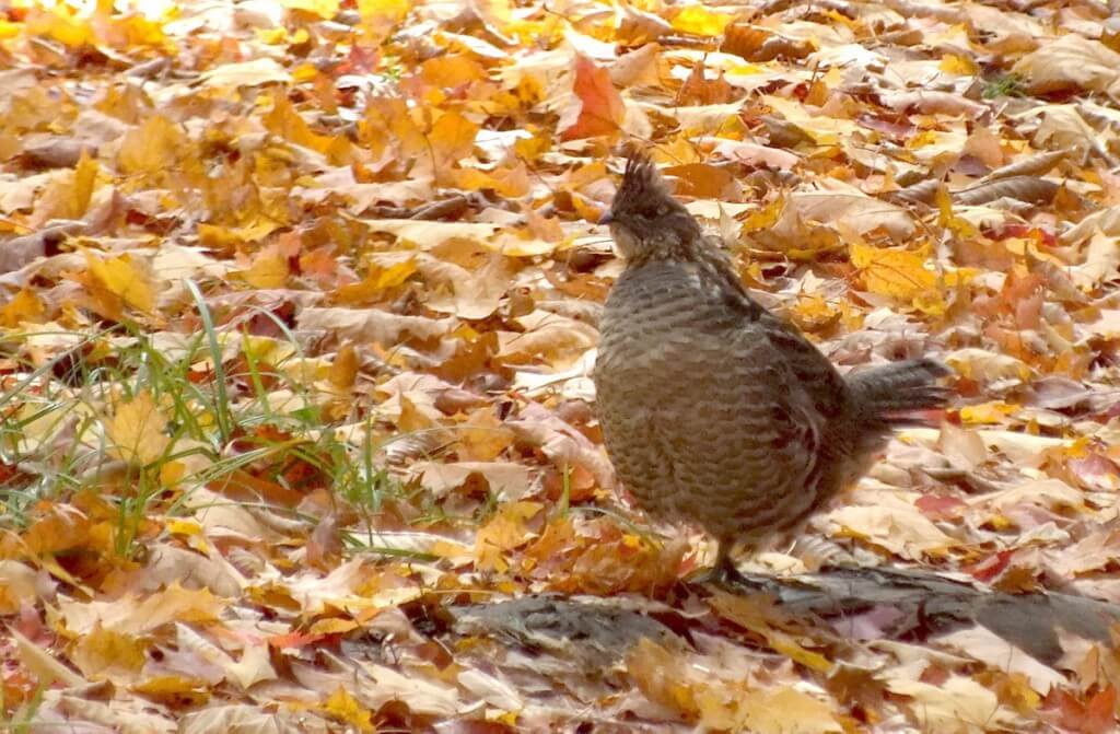 Ruffed Grouse near algonquin park