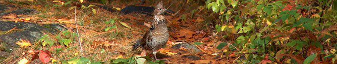 Ruffed Grouse lost in colorful setting