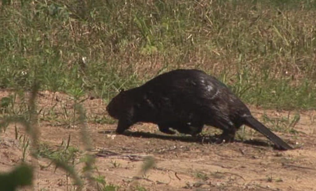 Beaver on the shoreline of Oxtongue River