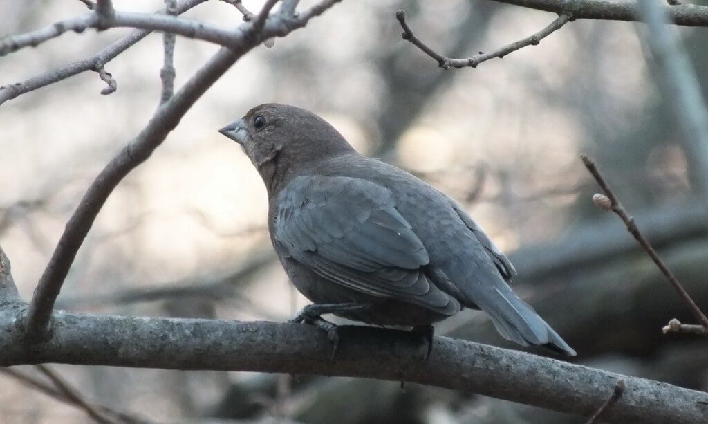 Brown-headed Cowbird, female, Lynde Shores Conservation Area, Whitby, Ontario