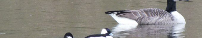 Bufflehead Ducks, male & female, Rouge National Park, Toronto