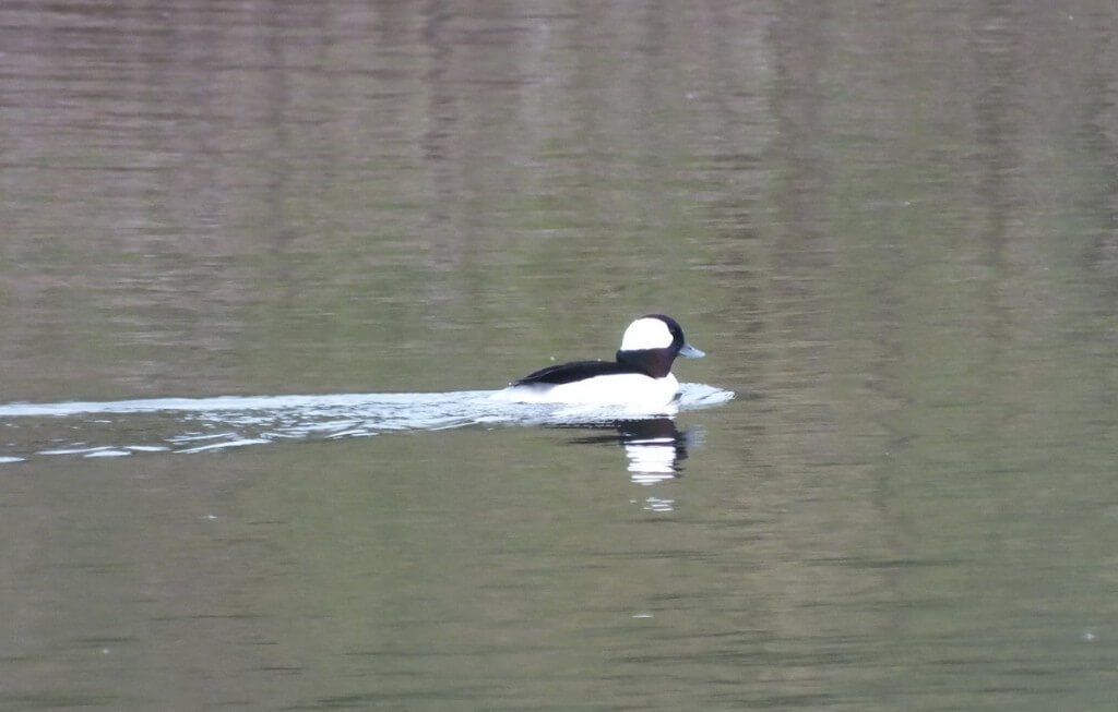 Bufflehead, Rouge National Park, Toronto
