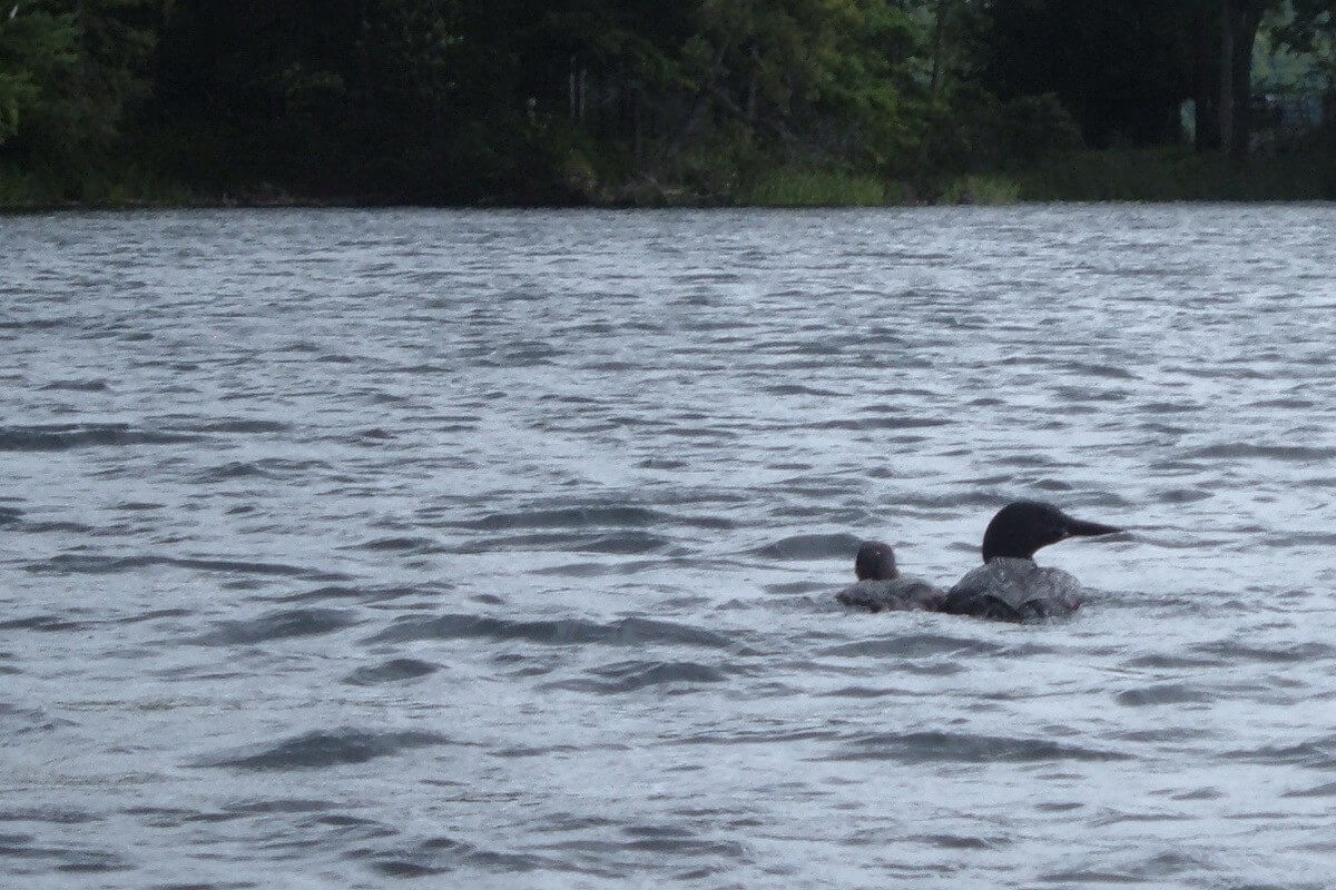 Wild beavers we have sighted across Ontario