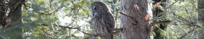 photograph of a great grey owl in a forest near Ottawa, Ontario, Canada.